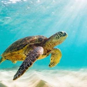 Meet your Posher, Dawn